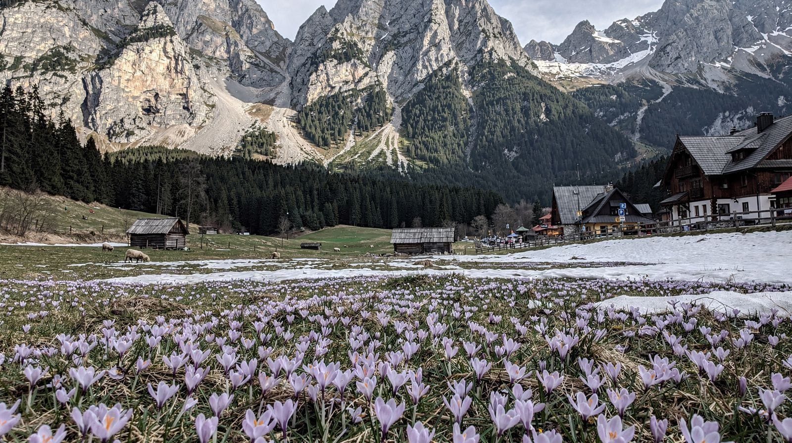 When to See the Chochołowska Valley Crocuses Bloom